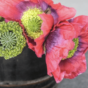 Close-up of vibrant pink poppies and green seed pods in a rustic vase.